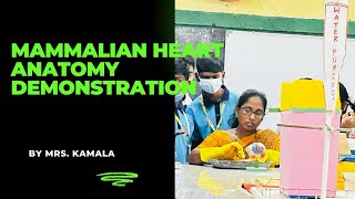 Mammalian Heart Anatomy Demonstration  Kamala mam  IMSS [upl. by Kohl367]