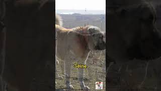 Der Kangal Der ultimative Schutzhund in Aktion 🛡️🐕 Shorts Kangal [upl. by Ecyned]