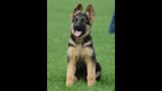 Puppy Training  Positive Method  3 months old German Shepherd Dog  K9 Ambassador [upl. by Yunick987]