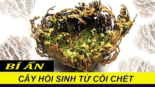 BÍ ẨN VỀ LOÀI CÂY CÓ KHẢ NĂNG SỐNG DẬY TỪ CÕI CHẾT  BÍ MẬT VỀ THỰC VẬT [upl. by Nayve]