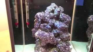 How to setup a Pico Reef Tank  Fluval SPEC 3  Day 5 update  Cycling begins [upl. by Enilesor]