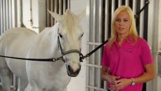 EQUINE VET How to Check Your Horses Vital Signs [upl. by Ilyssa]