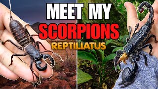 SCORPION UPDATE AND FEEDING  THE FUTURE OF MY ARACHNID KEEPING [upl. by Reace]