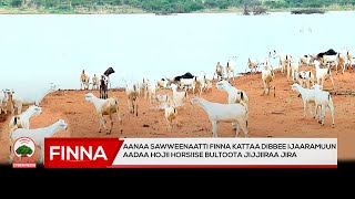 Aanaa Sawweenaatti Finna kattaa Dibbee ijaaramuun aadaa hojii horsiise bultoota jijjiiraa jira [upl. by Ylelhsa40]