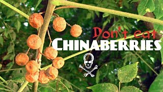 Trying Poisonous Chinaberries  Weird Fruit Explorer Ep 239 [upl. by Roselin]