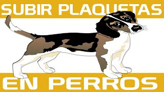 Como SUBIR las PLAQUETAS de mi PERRO ✈ Causas y Tratamiento  Como Curar y tratar Anemia en Perros [upl. by Dlared]