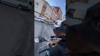 Çapsız albay 🥰 dog motovlog rotwellier [upl. by Niwle505]