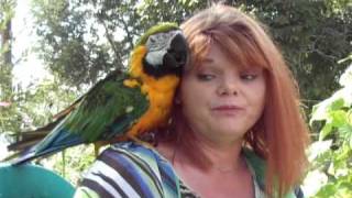 Macaw Betty in Parakeet Cage 17 Years [upl. by Tekcirk]