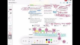 Leukocyte Extravasation  Margination  Adhesion Transmigration Migration Pathology 31 usmle [upl. by Danyluk]