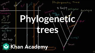 Understanding and building phylogenetic trees  High school biology  Khan Academy [upl. by Rriocard]