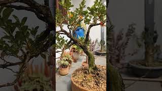 Buxus bonsai buxussempervirens buxinho [upl. by Air]