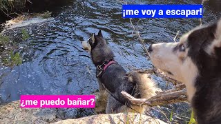 LLEVO A MIS PERROS AL RÍO  VAN ATADOS CON CORREA Y ARNÉS ¿SE ESCAPAN ¿SE BAÑAN LOS HUSKIES SON [upl. by Mcgrath]