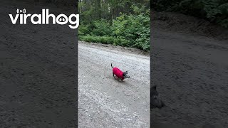 18YearOld Dachshund Goes For a Nature Walk  ViralHog [upl. by Alicia974]