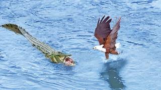 Eagle Steals from Crocodile Croc Steals it Back [upl. by Solotsopa]