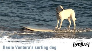 Meet Venturas Famous FourLegged Surfer Haole the Surfing Dog [upl. by Ibur311]