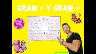 BACTERIAS GRAM  Y GRAM   BIEN EXPLICADO [upl. by Enilrek]