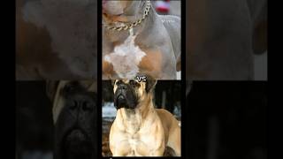 Doberman vs Pitbull vs English mastiff vs kong mastiff vs koren mastiff vs Chita vs tiger shorts [upl. by Ttocs]