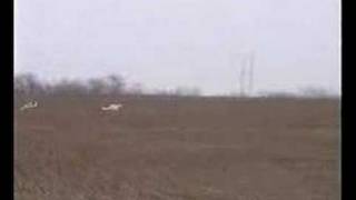 russian borzoi hunting 2 [upl. by Annel]