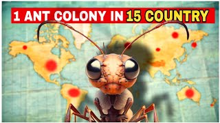 Ant Colony in 15 Country 🐜 [upl. by Ijies]