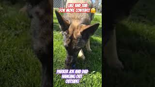 Playing With My German Shepherd Parker Outside Wait Until The End germanshepherd dog metal [upl. by Waldemar818]