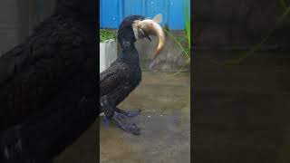 Cormorants love to eat carp [upl. by Eikin]