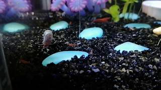 Tetra silhouette LED Tank Reef Aquarium Nano Micro 12l Garnelen Baby [upl. by Irama]