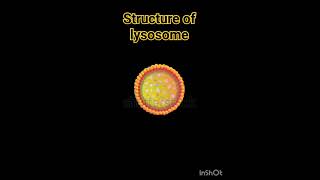 Structure of lysosome lysosomes structure  Lysosome Structure And Functions  Class 11 Biology [upl. by Puglia]