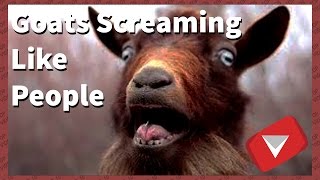 goats screaming like humans funny TOP 10 VIDEOS [upl. by Urbani868]