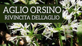 Aglio orsino la rivincita dellaglio [upl. by Dasie]