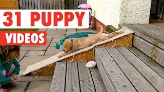 31 Funny Puppies  Funny Dog Video Compilation 2017 [upl. by Janyte]