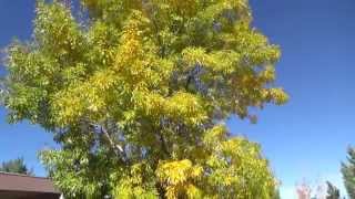 Arizona Ash in fall color  Fraxinus velutina [upl. by Ardelia]