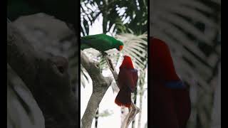 Parrot smart 😂🤣 show parrotshorts shorts [upl. by Lazor1]