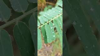 How look Sesbania Bispinosa Plants at Evening Time Part 7 sesbania leafclick [upl. by Yvon]