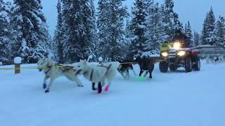 Siberian Huskies Excitedly Pull Sleds on Snowy Day  1277355 [upl. by Anedal]