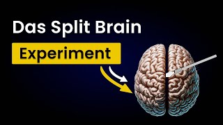 Split Brain Experiment Du bist nicht Du [upl. by Mylander]