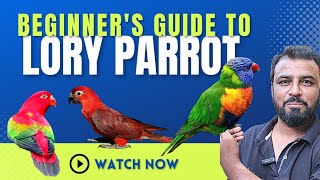 Guide to Lory Parrot  Lory Parrot good for first time hobbyist  lorikeets chatteringlory lory [upl. by Nnaear]