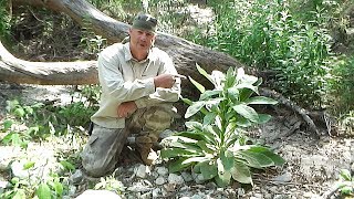 Mullein Plant [upl. by Bernhard]