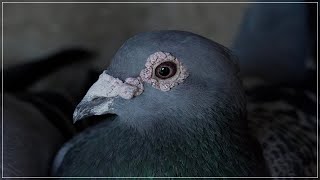 Palomas mensajeras amp Colombofilia ¿NOS TOMAN EL PELO 🤔 [upl. by Aneeres763]