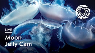 Live Moon Jelly Cam  Monterey Bay Aquarium [upl. by Rooke]