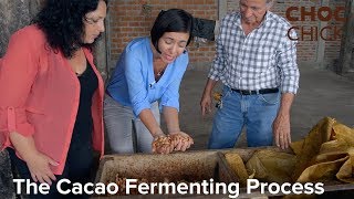 The Cacao Fermenting Fermentation Process [upl. by Daniele537]