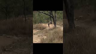 Townsville Day 1 mtb downhillmountainbike viralvideo downhillmtb downhill enduro viralshort [upl. by Carole]