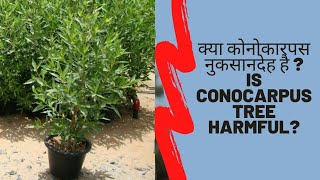 Is Conocarpus tree harmful Myths and facts about Conocarpus  क्या कोनोकारपस नुकसानदेह है [upl. by Aneral]