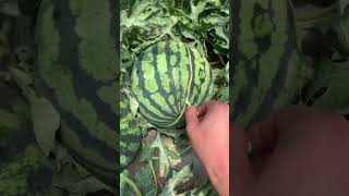 Water melon ASMR fruitharvest watermelon asmr shorts [upl. by Colligan]