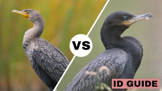 Doublecrested Cormorant vs Neotropic Cormorant  ID Guide [upl. by Sula]