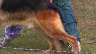 The German Shepherd Dog the German Way 1 Gait and Locomotion [upl. by Popper]