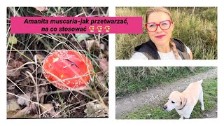 Amanita muscaria na co pomaga jak przetwarzać i stosować 🍄  muchomor czerwony [upl. by Llehsar]