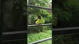 sunbirds Purplerumped sunbird sortvideo birdslover [upl. by Eseerehs]