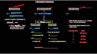 Lipids Part 9 of 11  Membrane Lipids  Sphingolipids [upl. by Jt287]