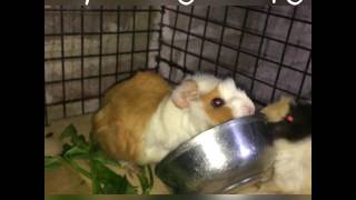 Abyssinian Guinea pig in Exotic Pet World [upl. by Nedyah]