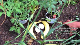 Using Eggs and Bananas as Organic Fertilizer for Tomato Plants Planting amp Growth 2of3 [upl. by Luben161]